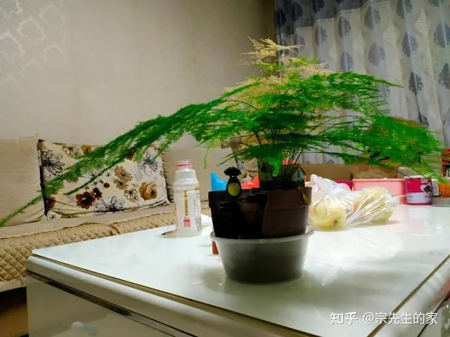 在阳台种花可以种哪些?，5种花看似很好养，其实都是“娇小姐”，养在家里只会收空盆