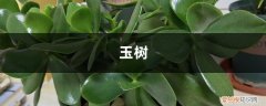 室内养玉树怎么浇水 王大爷养“玉树”有妙招，用“它”浇花，叶子油绿又厚实