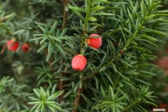 红豆杉怎么养才能结红豆 红豆杉怎么养