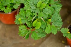 冬天含羞草怎么养 含羞草怎么养