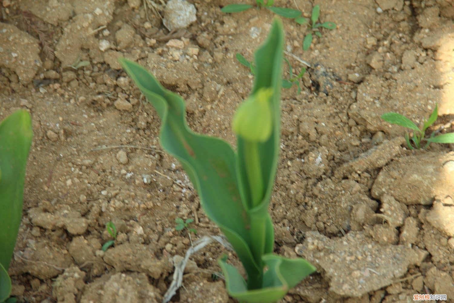 郁金香水培的种植方法和时间 郁金香水培方法及流程，水培怎么养