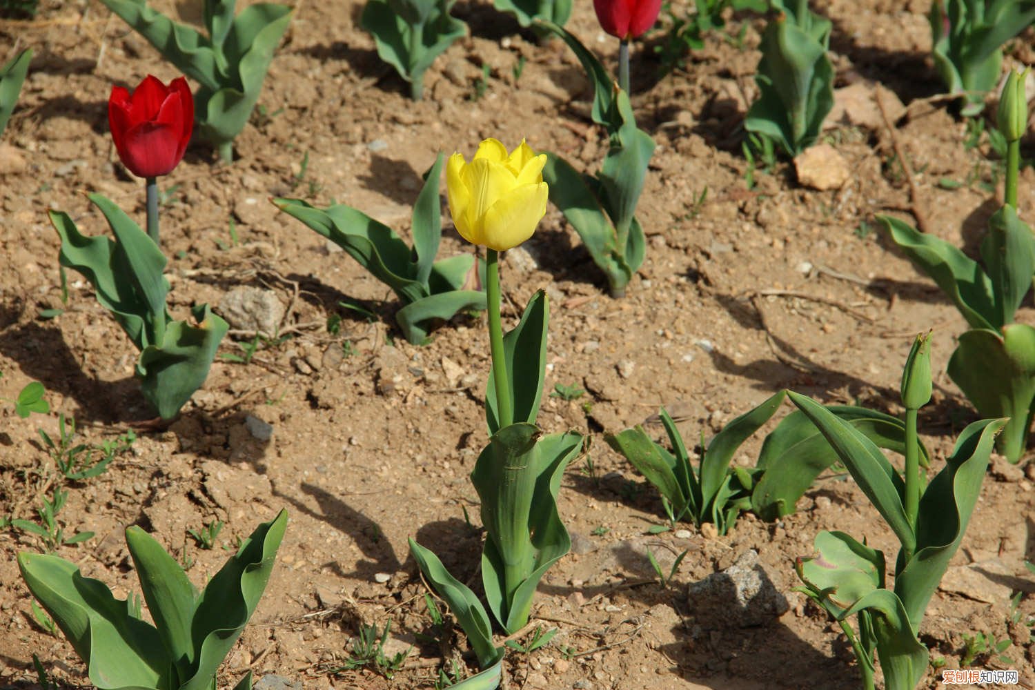 郁金香水培的种植方法和时间 郁金香水培方法及流程，水培怎么养
