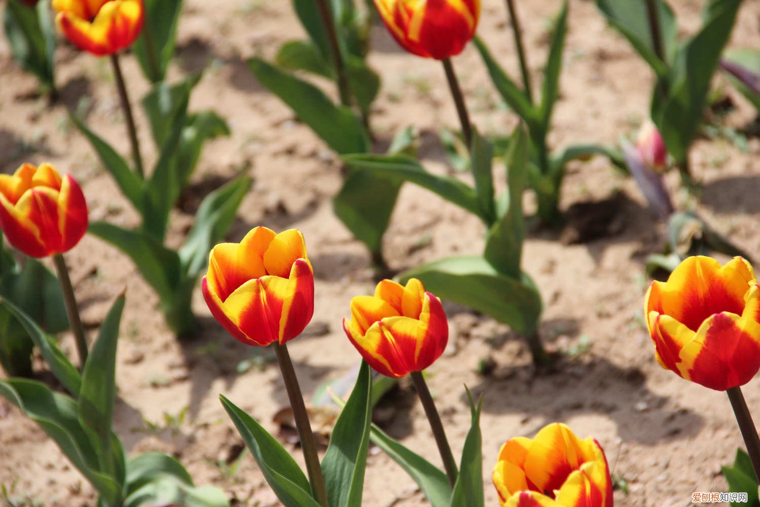 郁金香水培的种植方法和时间 郁金香水培方法及流程，水培怎么养
