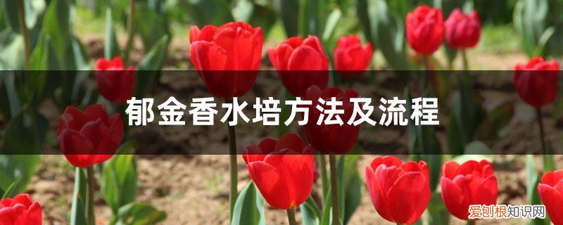 郁金香水培的种植方法和时间 郁金香水培方法及流程，水培怎么养