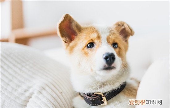 狗狗喉咙里有什么咳不出来 狗狗喉咙里有异物