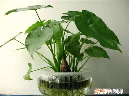 常见的绿植花卉的特点室内哪种绿植花卉更适合