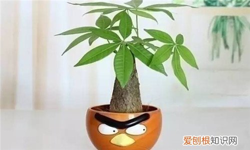 常见的绿植花卉的特点室内哪种绿植花卉更适合
