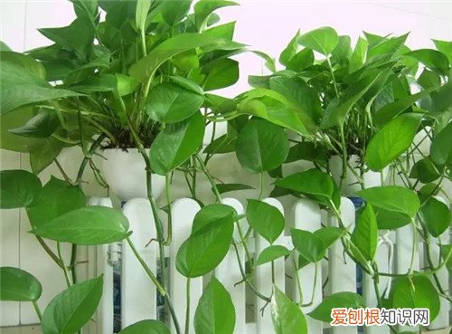 常见的绿植花卉的特点室内哪种绿植花卉更适合