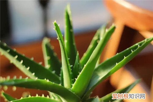 常见的绿植花卉的特点室内哪种绿植花卉更适合