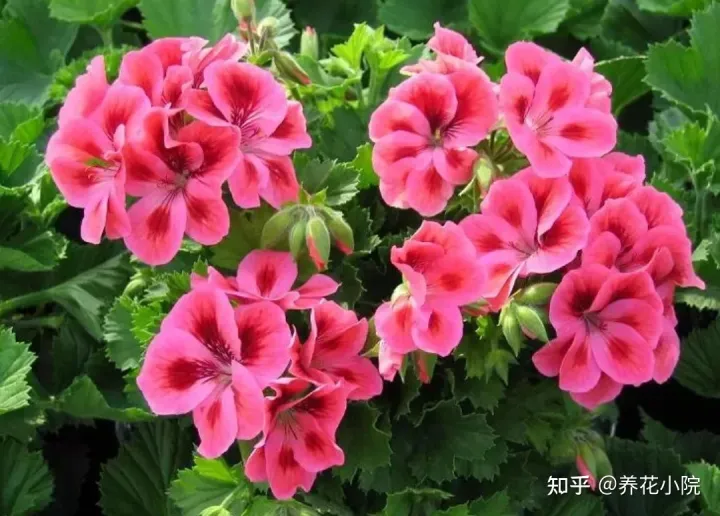 6种好养的花,掐根枝条插土里就活,轻松养爆盆，6种好养的花，掐根枝条插土里就活，轻松养爆盆