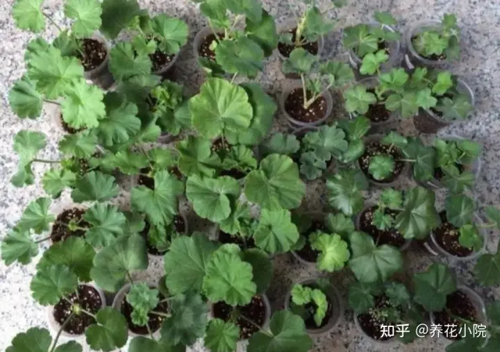 6种好养的花,掐根枝条插土里就活,轻松养爆盆，6种好养的花，掐根枝条插土里就活，轻松养爆盆