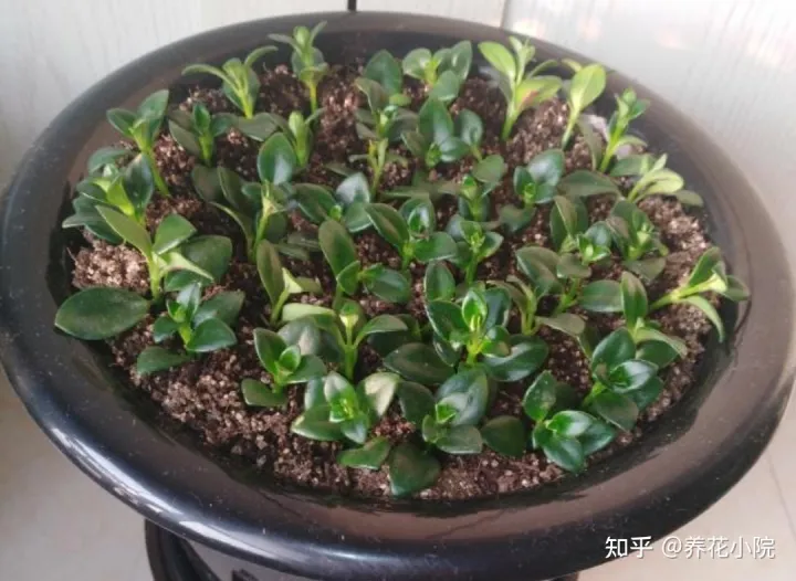 6种好养的花,掐根枝条插土里就活,轻松养爆盆，6种好养的花，掐根枝条插土里就活，轻松养爆盆