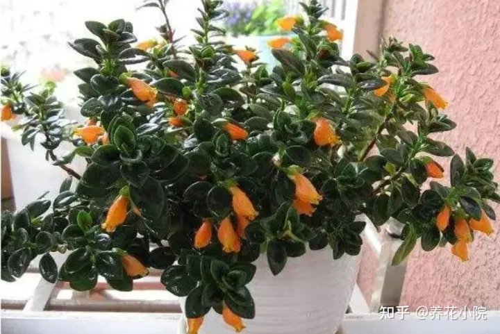 6种好养的花,掐根枝条插土里就活,轻松养爆盆，6种好养的花，掐根枝条插土里就活，轻松养爆盆