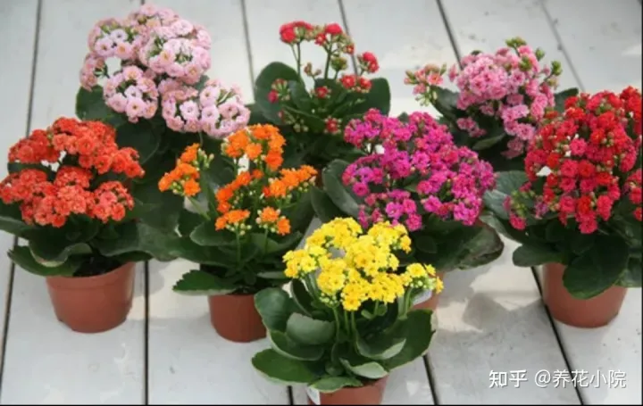 6种好养的花,掐根枝条插土里就活,轻松养爆盆，6种好养的花，掐根枝条插土里就活，轻松养爆盆