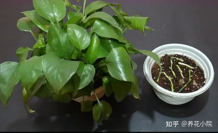 6种好养的花,掐根枝条插土里就活,轻松养爆盆，6种好养的花，掐根枝条插土里就活，轻松养爆盆