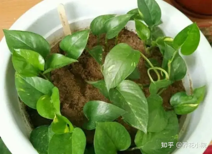 6种好养的花,掐根枝条插土里就活,轻松养爆盆，6种好养的花，掐根枝条插土里就活，轻松养爆盆