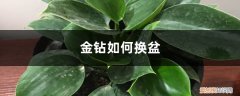 金钻什么时间换盆最好 金钻如何换盆
