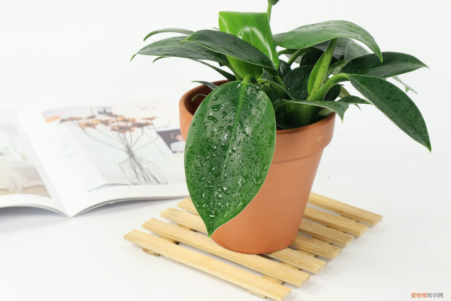 金钻什么时间换盆最好 金钻如何换盆