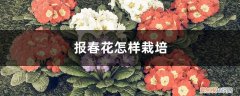 报春花怎样栽培才能开花 报春花怎样栽培
