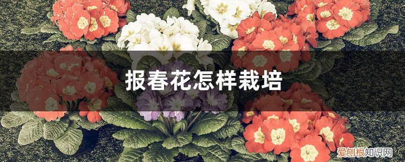报春花怎样栽培才能开花 报春花怎样栽培
