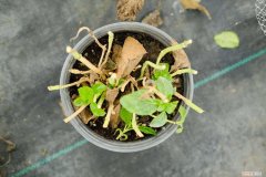 绣球花的养殖方法冬季 绣球花的养殖方法