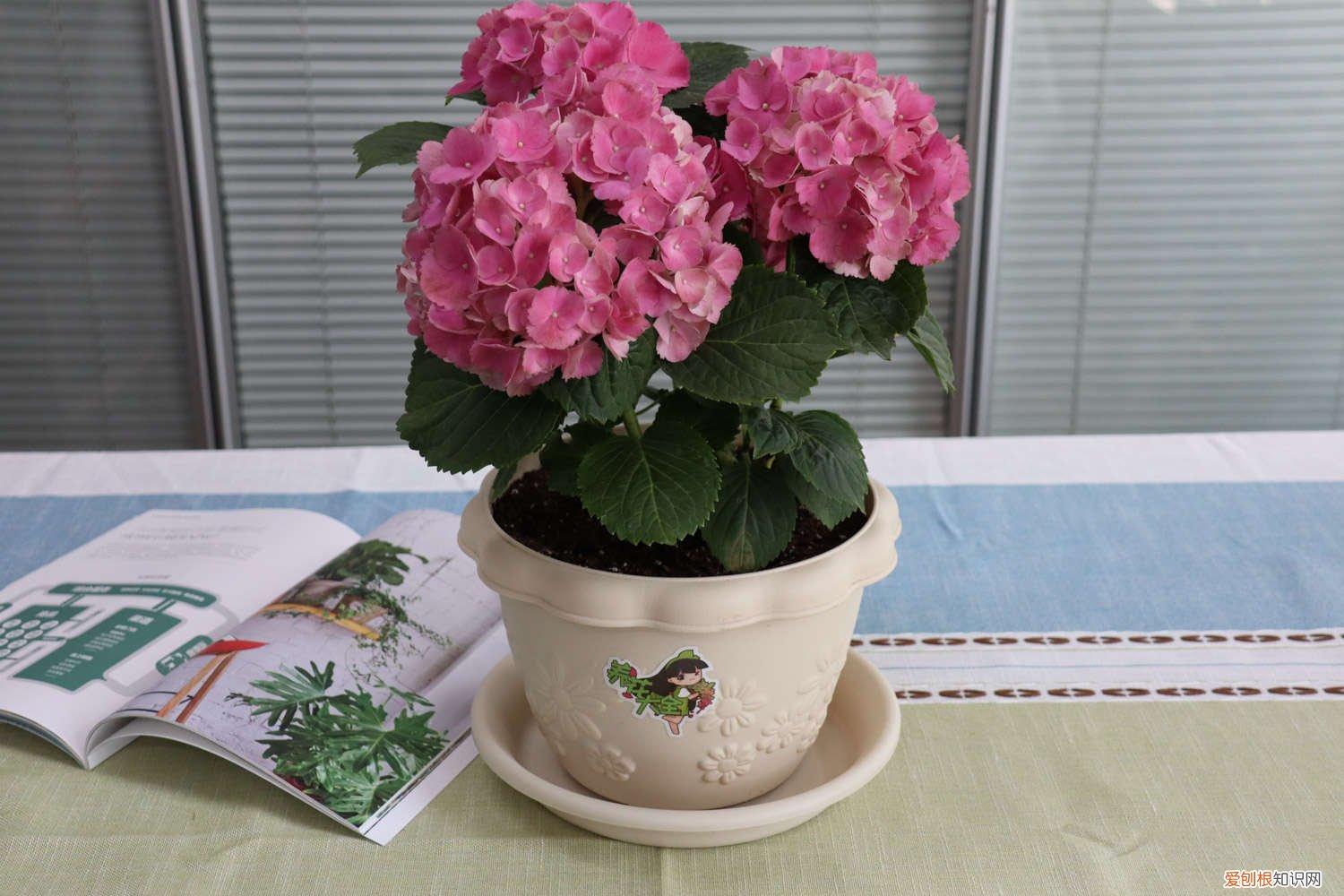 绣球花的养殖方法冬季 绣球花的养殖方法