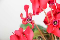 请问仙客来怎么养 仙客来怎么养