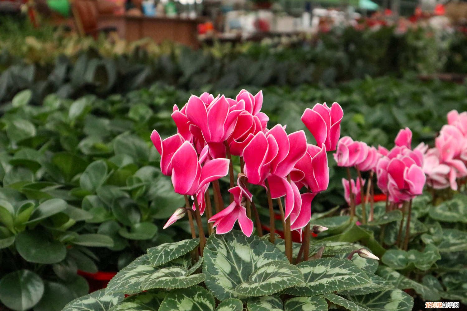 请问仙客来怎么养 仙客来怎么养