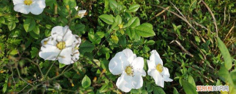 金樱子花期多长 金樱子花开于什么季节，怎么养