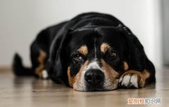 狗狗吃了骨头拉血便怎么办 狗狗拉血便解决办法