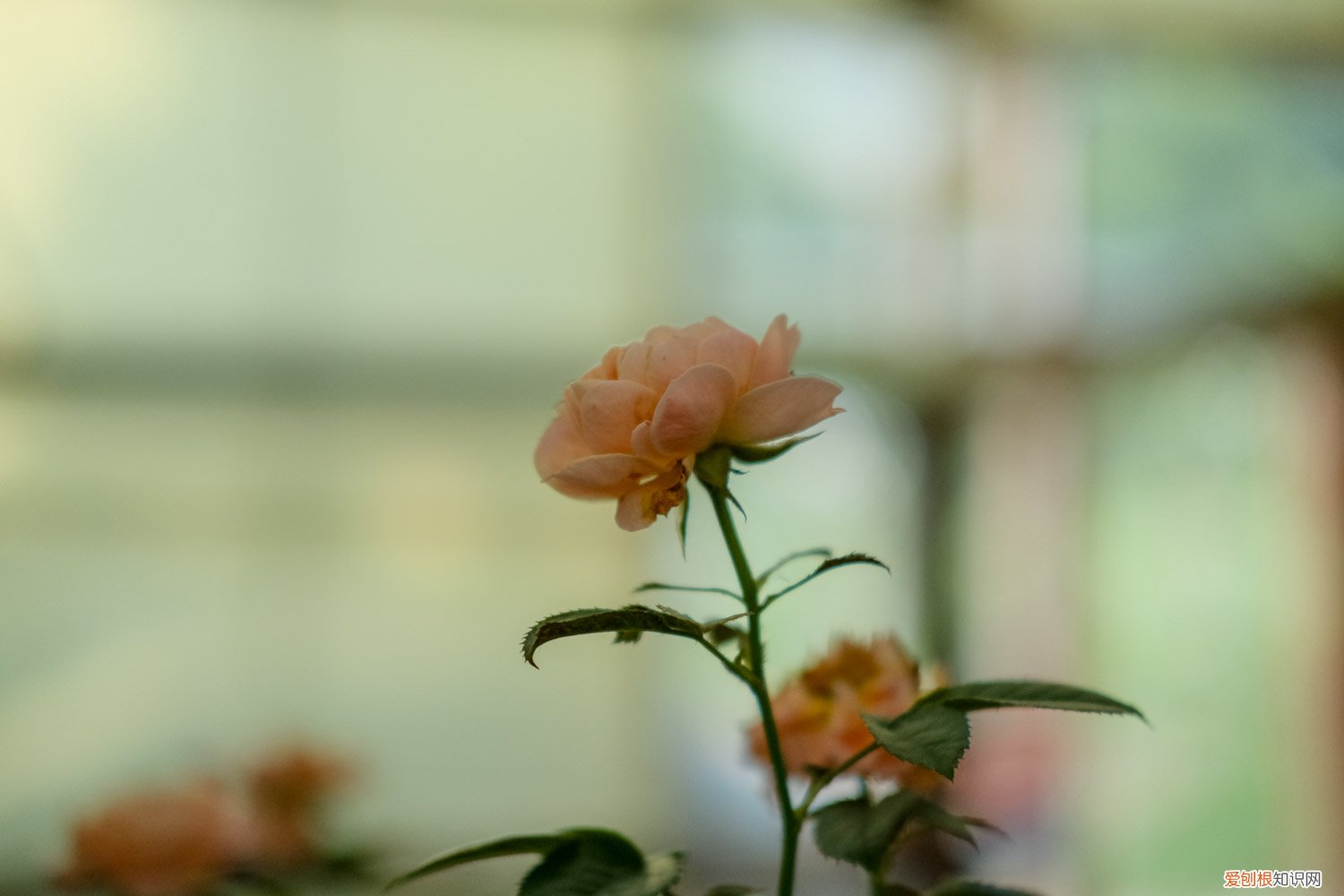 奶油龙沙月季是藤本还是灌木,怎么养 奶油龙沙月季是藤本还是灌木,怎么养