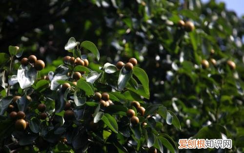 马钱子图片欣赏2018马钱子的功效与作用揭秘