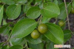 马钱子图片欣赏2018马钱子的功效与作用揭秘