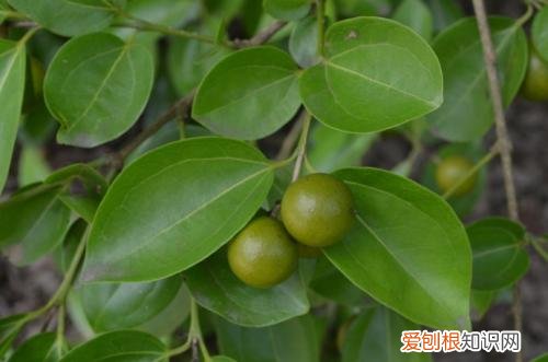 马钱子图片欣赏2018马钱子的功效与作用揭秘