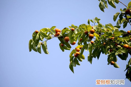 马钱子图片欣赏2018马钱子的功效与作用揭秘