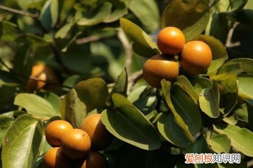 马钱子图片欣赏2018马钱子的功效与作用揭秘