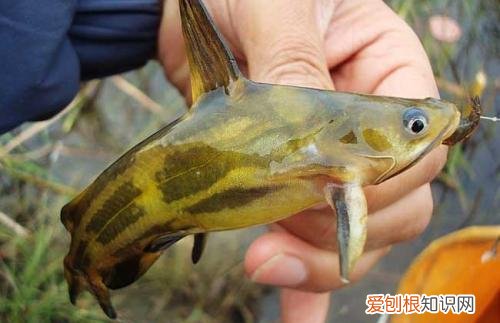 黄骨鱼什么鱼 黄骨鱼的种类有哪些