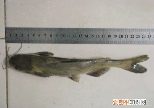 黄骨鱼什么鱼 黄骨鱼的种类有哪些