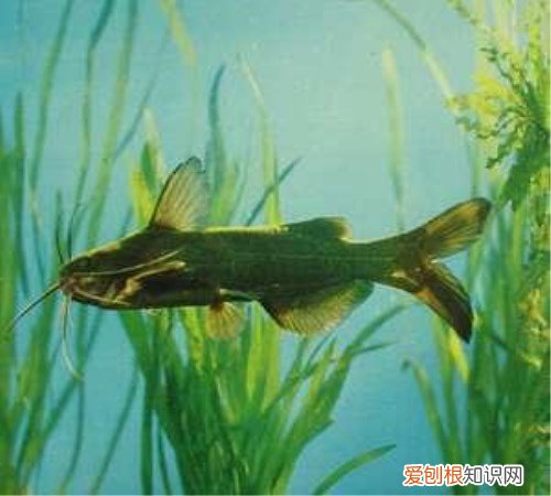 黄骨鱼什么鱼 黄骨鱼的种类有哪些