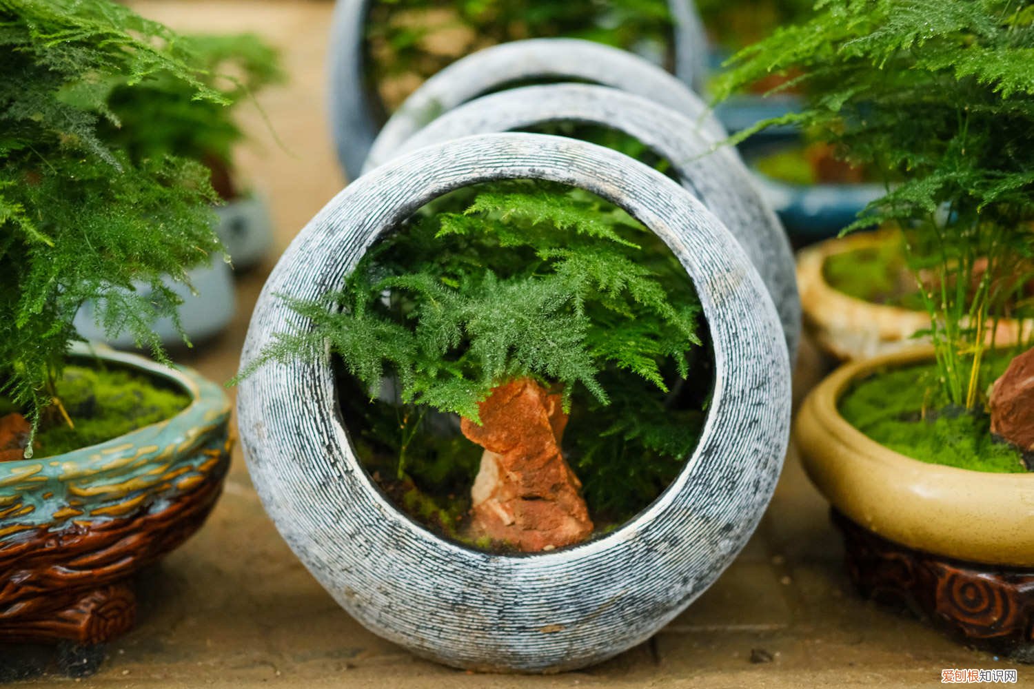 文竹养护 文竹怎么养