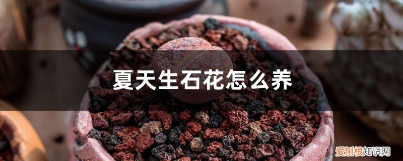 生石花冬天怎么养护能长多大 夏天生石花怎么养