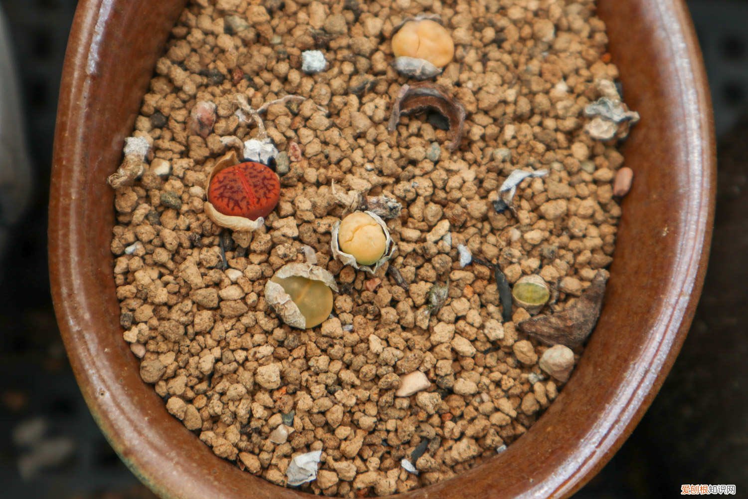 生石花可以不修根上盆吗 生石花修根后浇水吗