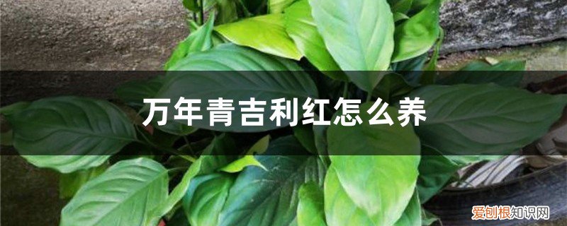 吉利红万年青开花什么颜色 万年青吉利红怎么养，会开花吗