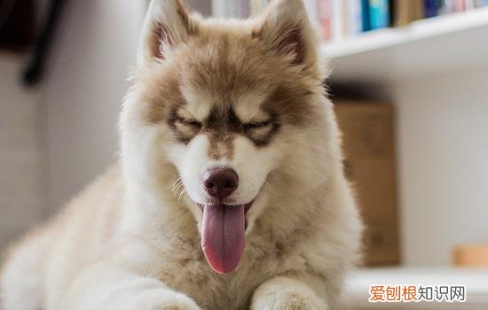 40天幼犬能吃蛋黄吗 40天幼犬能不能吃蛋黄