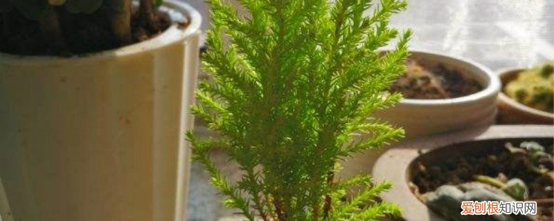 香松怎么繁殖呢 香松植物怎么繁殖,怎样扦插