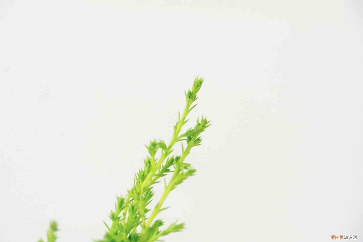 香松怎么繁殖呢 香松植物怎么繁殖,怎样扦插