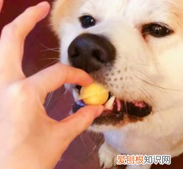 柴犬一天吃几个蛋黄 柴犬一天吃几个蛋黄好