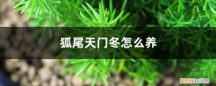 狐尾天门冬应该用多大的盆 狐尾天门冬怎么养，养护知识