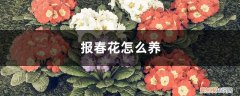 报春花怎么养活 报春花怎么养