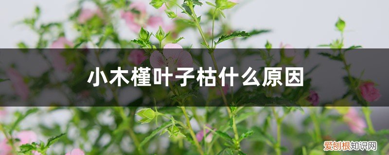 小木槿叶子干枯 小木槿叶子枯什么原因，冬天落叶吗